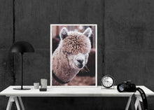 Xandro Alpaca Poster