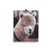 Xandro Alpaca Poster