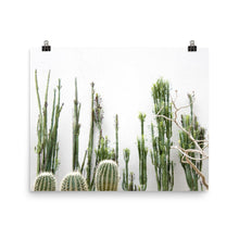Cacti Bunch Poster