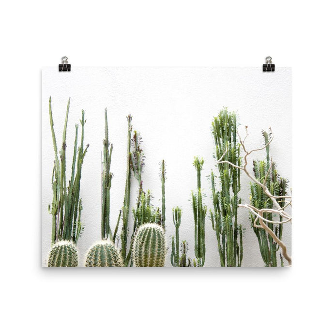 Cacti Bunch Poster