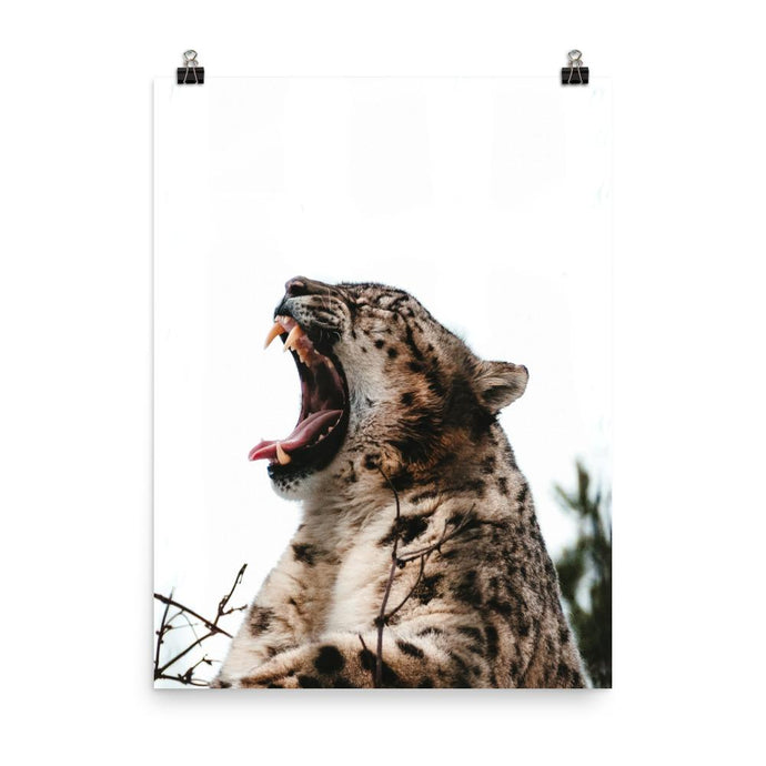 Leopard Poster